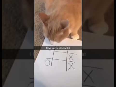 Playing Games With My Cat *HE RAGE QUIT* 😆😮 #shorts #cats #meme #games #rage