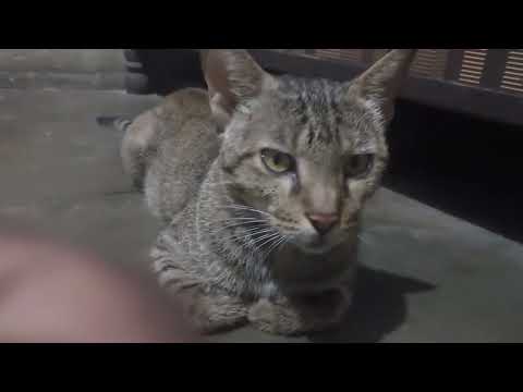 MY CAT 🐈 MOVIE INDIA 🇮🇳 YOUTUBE 