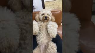 Funny dog video | Naughty Pets | #shorts