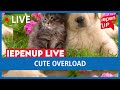 IEPENUP LIVE: Cute Overload