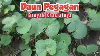 Download lagu Masak Daun Pegagan mp3 Download lagu Masak Daun Pegagan mp3
