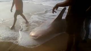 preview picture of video 'Sunapur seabeach ra shark'