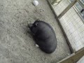 Huge Vietnamese Pot Bellied Pig at Zoo World ...