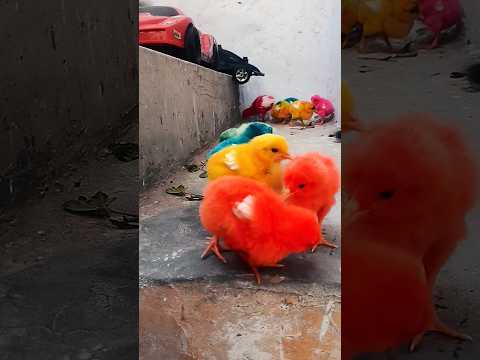 Small chicks sound || cute chicken baby #chicks #chuza #chuze #colorfullchicks #short #viral #shorts