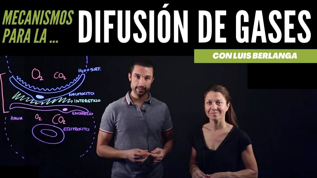 Difusión de gases entre los alvéolos y la sangre pulmonar.