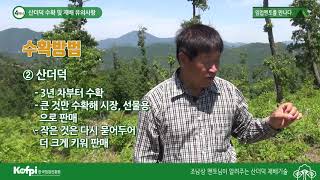 [산더덕4] 산더덕 수확 및 재배 유의사항