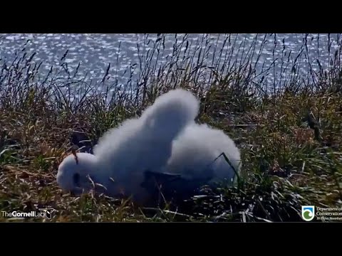 Royal Cam Albatross ~ Toddler Chick Takes A Tumble! 😊 Henry Does His Snake Neck Dance! 3.18.21
