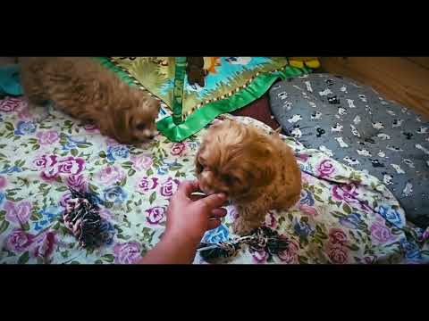 Cavapoo puppy for sale