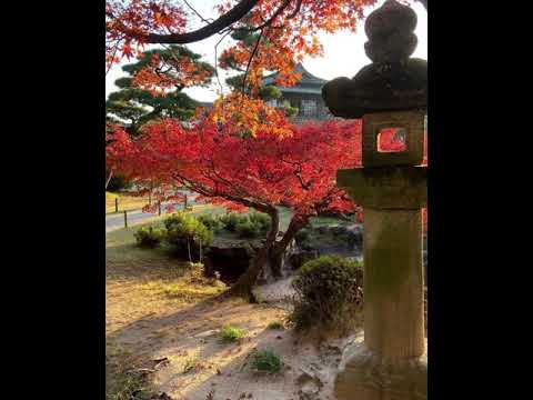 牡丹を植える：いつ、どのように花を咲かせて天国のような庭園を作るのでしょうか？  庭園
