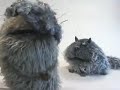 Spiffy Pictures Fat Cats