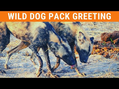 Wild Dog Greeting