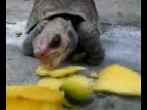 Tartaruga comendo