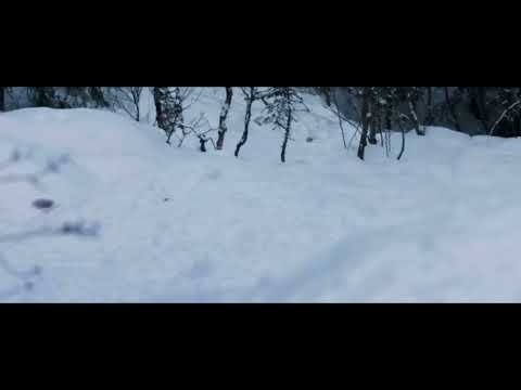 A reindeer’s journey: white stoat Plays with arctic￼ fox￼