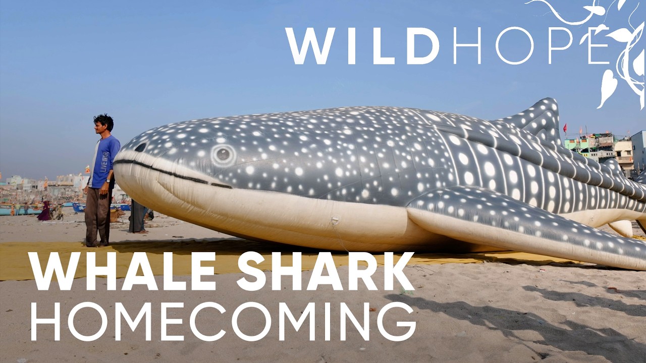 Turning India’s Fishermen into Whale Shark Saviors | WILD HOPE