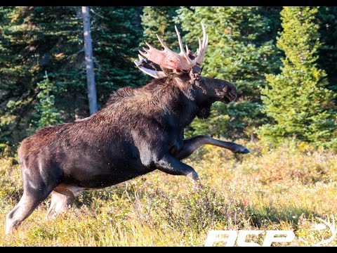 Orignal qui charge un chasseur