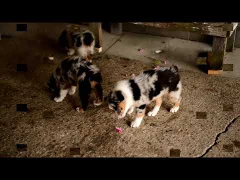 download lagu mp3 mp4 Aussies For Sale, download lagu Aussies For Sale gratis, unduh video klip Aussies For Sale
