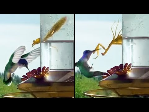Est-ce qu'un insecte peut dégommer un oiseau ?