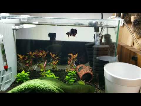 Koi Betta fish in his new planted tank