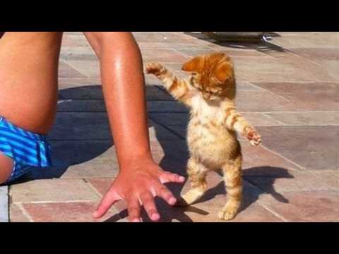 Kittens Are The CUTEST in the World 🤣