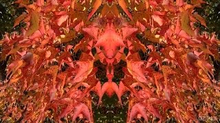 Autumn Mirrors