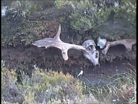 Mullagh Bog Day 1998