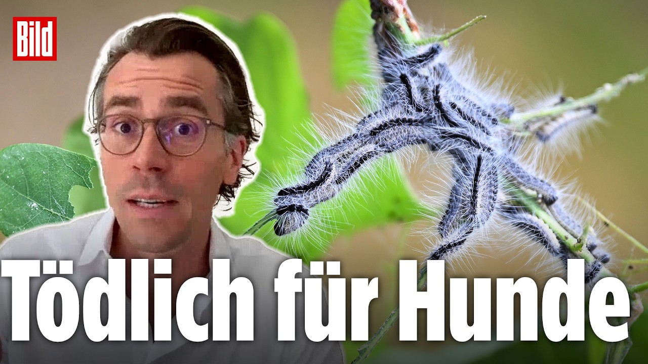 Eichenprozessionsspinner: Gefährliche Gift-Raupe breitet sich aus – Dr. Johannes Wimmer klärt auf