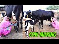 Cow Milking In Dairy Farm Milking By Hand Village Life Of Punjab India Indian Rural Life