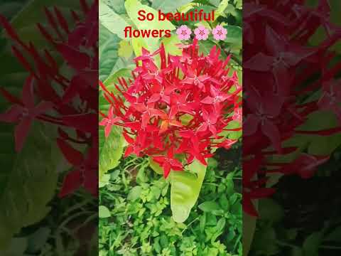 so beautiful flowers 🌼🌼🌼🌼🌼🌼🌼🌼🌼🌼🌼🌼🌼 #bollywood #hindisong #song #love #nature #bolleywoodsong #bol