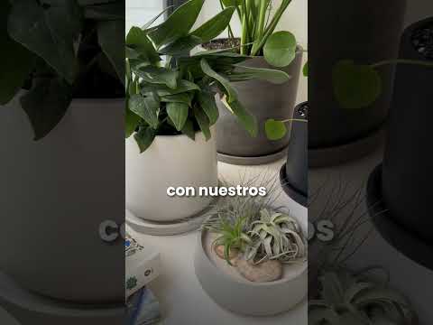 Video 4