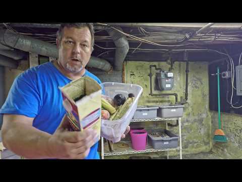 Horizontal migration nearly done 189 & 160-day old worm bins & fed nightcrawlers - vermicomposting