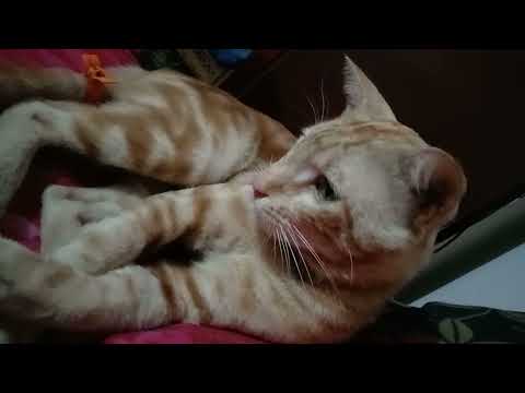 What Doing My 🐈Chunnu#shorts #gesunazkhan