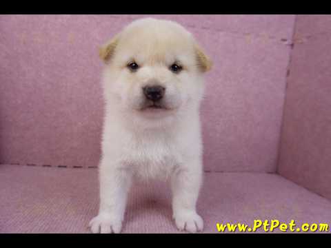 12/10白色柴犬母幼犬