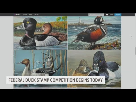 Artist explains the rules of the Federal Duck Stamp Contest