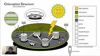 GR 12 Chloroplast Structure (Science Video Tutorial)