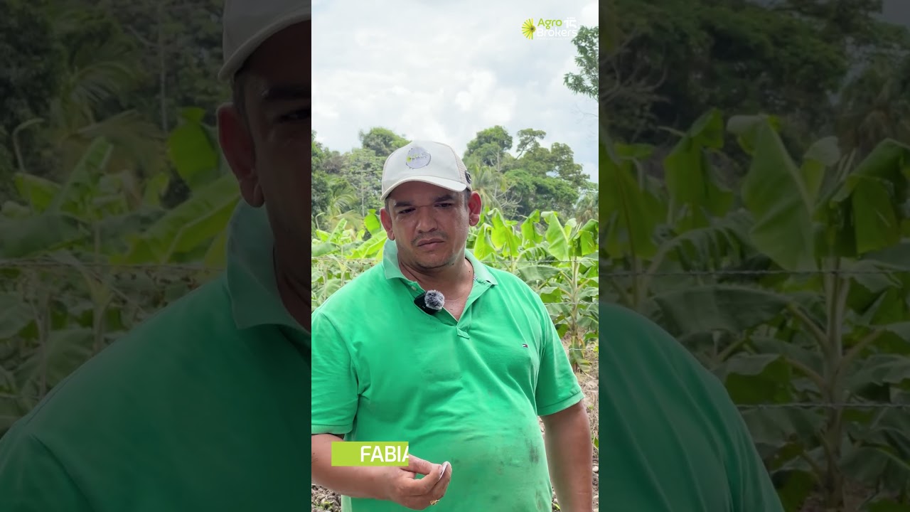 Testimonial Cultivo de Platano, Fabian Vargas, Granada Meta