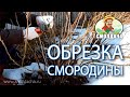 Обрезка смородины 