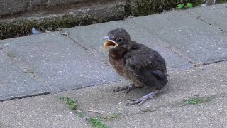 Download lagu Anak burung hitam memanggil induknya. mp3