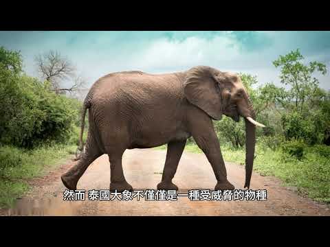 泰國大象象徵