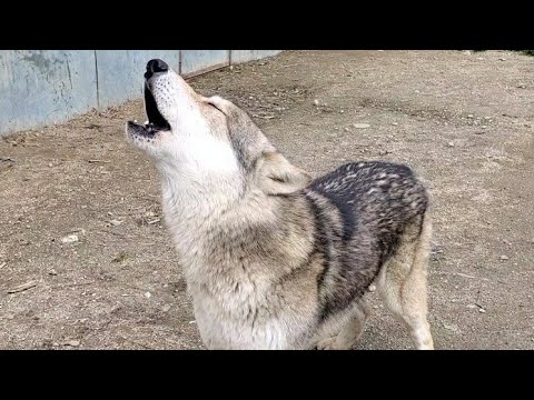 オオカミの遠吠えに対する犬の反応