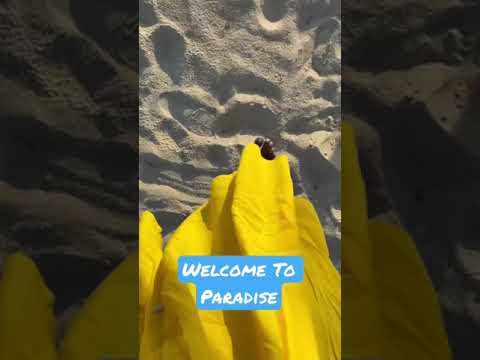 Cat Island, The Bahamas 🌴