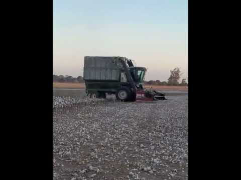 Primer lote de algodon Dario Jasiuk   San Bernardo Chaco 1