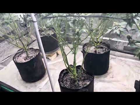 Humboldt seed company, Blueberry pancakes, moon fog, purpz and Cali sour diesel. Day 50.