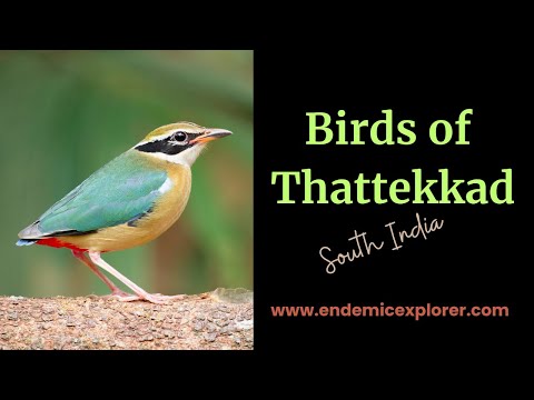 Stay, Explore Thattekkad - Birds & Trekking and More I Endemic Explorer