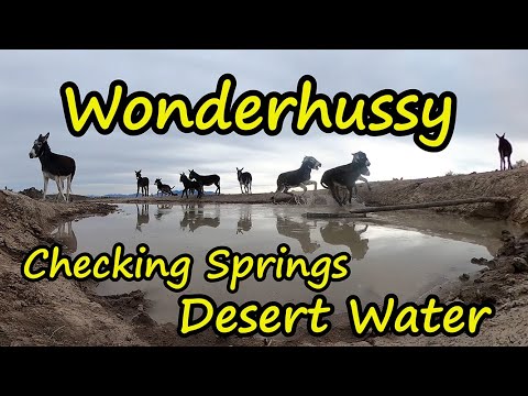 Wonderhussy and I Check 3 Wild Horse Springs Catch A Dozen Donkeys Desert Water Rescue Help Animals