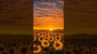 Download lagu Kumari| Anniyan |Vikram| #trending #tamilsongs #new #whatsapp #bomma #hariharan #song #tamil #status mp3 Download lagu Kumari| Anniyan |Vikram| #trending #tamilsongs #new #whatsapp #bomma #hariharan #song #tamil #status mp3