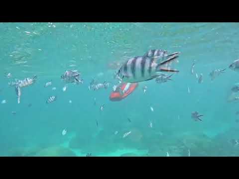 Miniature de la vidéo : Au milieu des poissons tropicaux