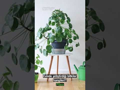 Now Chat Onur Baştürk