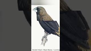 Download lagu Ragam jenis burung Emprit Bondol #birds #shortsvideo mp3