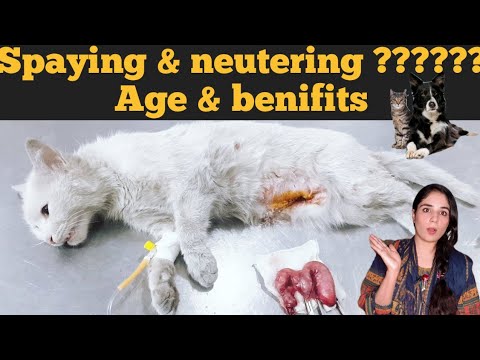 Best age of pets for spaying  & Neutering / Benefits of spaying and neutering in dogs and cats