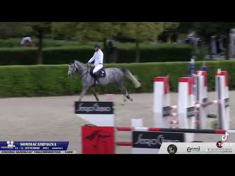 Cortina de Jolie Z 2019 (Cornet Obolensky x Calato x Darco x Chin chin)